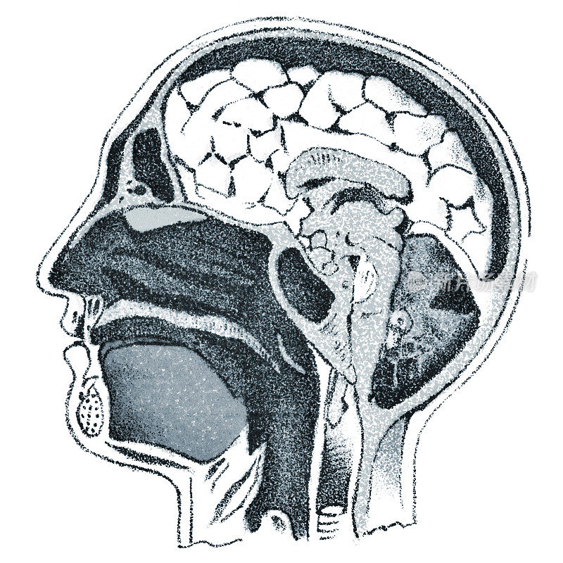 人体头部解剖的医学插图- 19世纪
